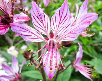 Premium Pink Firebush Flower seeds for Planting Premium Quality, Heirloom & GMO Free Seeds for Home Garden seeds