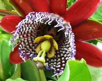 Mix Passiflora Flower seeds for Planting Fragrant Blossoms, Heirloom & GMO Free Seeds for Home Garden vegetable and garden seeds