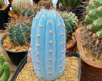 Blue Hankeanus Flower seeds for Planting Wildflower Mix, Heirloom & GMO Free Seeds for Home Garden vegetable and garden seeds