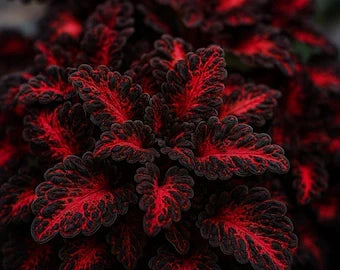 Black Dragon Coleus Flower seeds for Planting Long Bloom Season, Heirloom & GMO Free Seeds for Home Garden seeds for planting