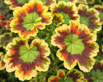 Premium Green Geranium Flower seeds for Planting Colorful Display, Heirloom & GMO Free Seeds for Home Garden seeds
