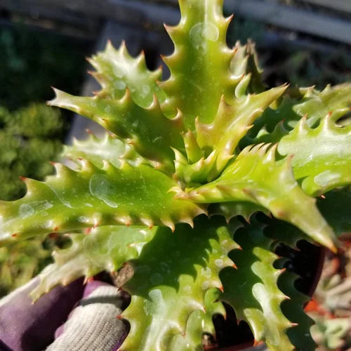 Hechtia Sp Tehuacan Flower seeds for Planting Pollinator Friendly, Heirloom & GMO Free Seeds for Home Garden vegetable and garden seeds