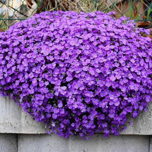 Premium Blue Oculata Flower seeds for Planting Bright Blooms, Heirloom & GMO Free Seeds for Home Garden seeds