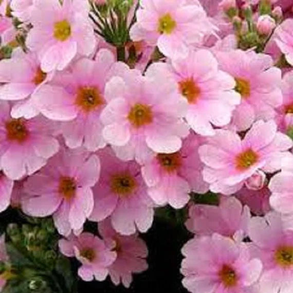 Pink Primula Malacoides Flower seeds for Planting Premium Quality, Heirloom & GMO Free Seeds for Home Garden seeds for planting