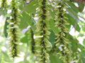 Pterocarya Stenoptera Flower seeds for Planting Bright Blooms, Heirloom & GMO Free Seeds for Home Garden seeds for planting