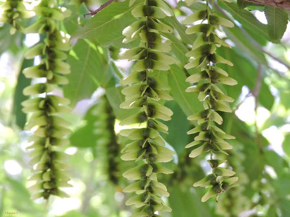 Pterocarya Stenoptera Flower seeds for Planting Bright Blooms, Heirloom & GMO Free Seeds for Home Garden seeds for planting