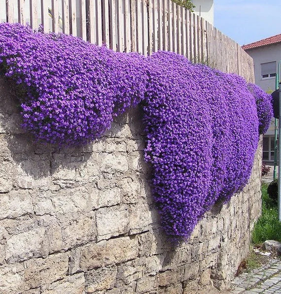 Premium Aubrieta Violet Flower seeds for Planting Shade Tolerant, Heirloom & GMO Free Seeds for Home Garden seeds