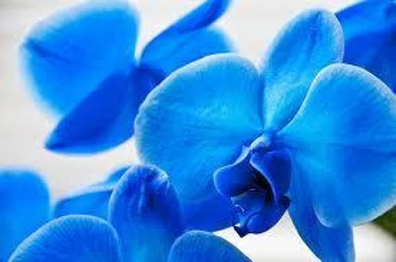Premium Orchidee Flower seeds for Planting Cut Flower Favorite, Heirloom & GMO Free Seeds for Home Garden seeds