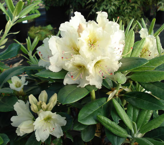 Rhododendron Flower seeds for Planting Fragrant Blossoms Heirloom & GMO Free Seeds for Home Garden