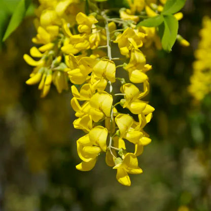 Golden Chain Flower seeds for Planting - Sun Loving, Heirloom & GMO Free Seeds for Home Garden