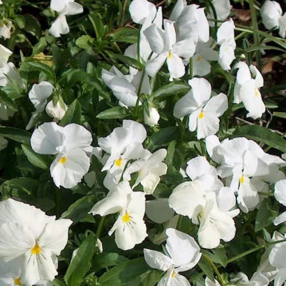 Heirloom (Heirloom Pansy) seeds for planting in home garden