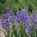 Blue Penstemon Flower seeds for Planting Pollinator Friendly, Heirloom & GMO Free Seeds for Home Garden seeds for planting