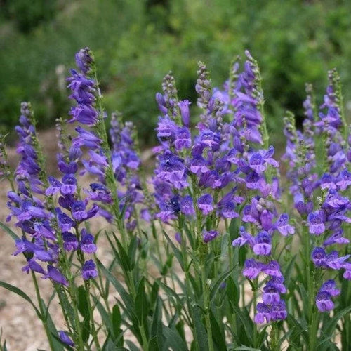 Blue Penstemon Flower seeds for Planting Pollinator Friendly, Heirloom & GMO Free Seeds for Home Garden seeds for planting