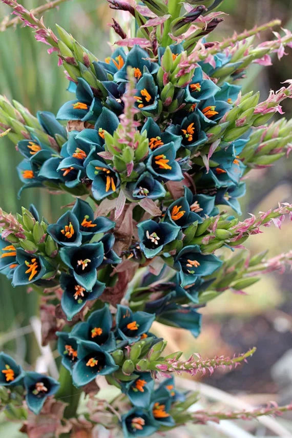 High quality Blue Puya Alpestris Flower seeds for Planting Low Maintenance, Heirloom & GMO Free Seeds for Home Garden seeds pack
