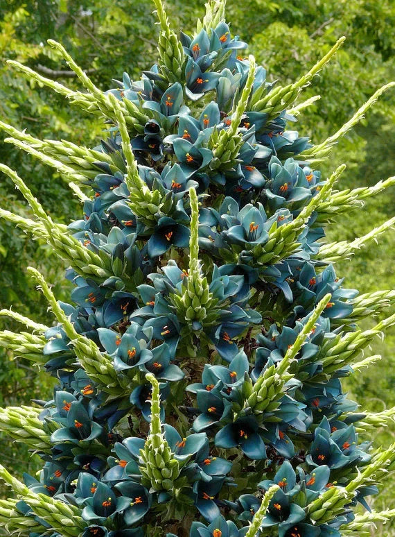 Violet Sapphire Tower Flower seeds for Planting Drought Tolerant, Heirloom & GMO Free Seeds for Home Garden seeds for planting