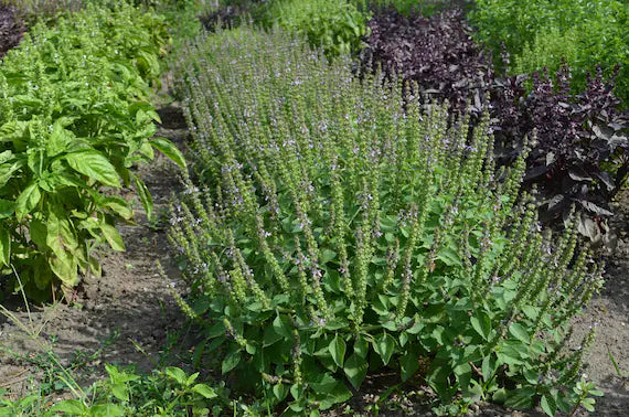 Basil Scented Flower seeds for Planting Drought Tolerant, Heirloom & GMO Free Seeds for Home Garden vegetable and garden seeds