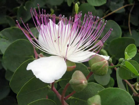 Premium White Capparis Spinosa Flower seeds for Planting Perfect for Borders, Heirloom & GMO Free Seeds for Home Garden seeds