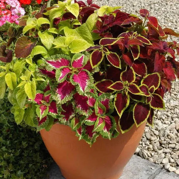 Mix Coleus Canina Flower seeds for Planting Cottage Garden Essential, Heirloom & GMO Free Seeds for Home Garden vegetable and garden seeds