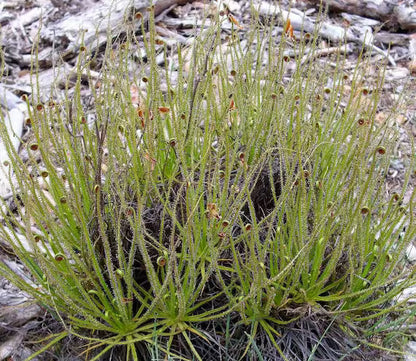 Drosophyllum Flower seeds for Planting Easy to Grow Heirloom & GMO Free Seeds for Home Garden