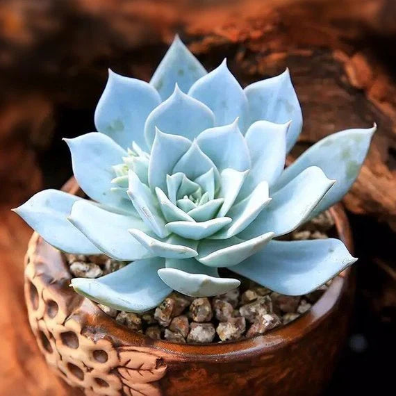 Sky Blue Succulent Flower seeds for Planting Drought Tolerant, Heirloom & GMO Free Seeds for Home Garden vegetable and garden seeds