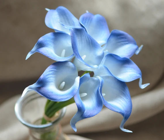 Sky Blue Calla Flower seeds for Planting Shade Tolerant, Heirloom & GMO Free Seeds for Home Garden seeds for planting