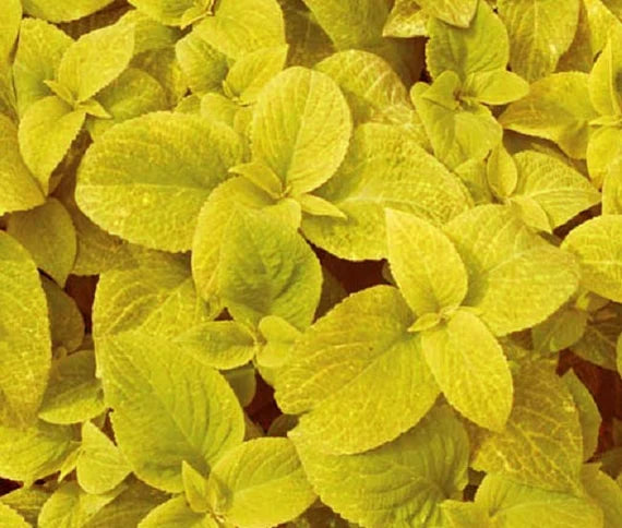 Coleus Seeds: Essential Guide For Planting Yellow Varieties