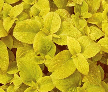 Coleus Seeds: Essential Guide For Planting Yellow Varieties