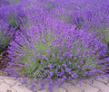 Lavender Avonview Flower seeds for Planting Bright Blooms, Heirloom & GMO Free Seeds for Home Garden seeds for planting