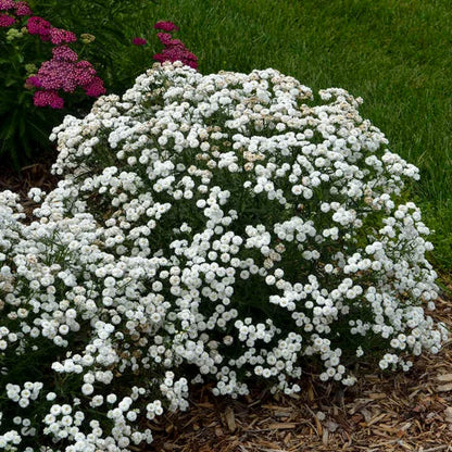 Yarrow Superior Flower seeds for Planting Bright Blooms Heirloom & GMO Free Seeds for Home Garden