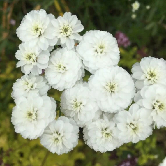Premium White Pellitory Flower seeds for Planting Premium Quality, Heirloom & GMO Free Seeds for Home Garden seeds