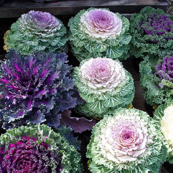 Kales Brassica Flower seeds for Planting Easy to Grow Heirloom & GMO Free Seeds for Home Garden