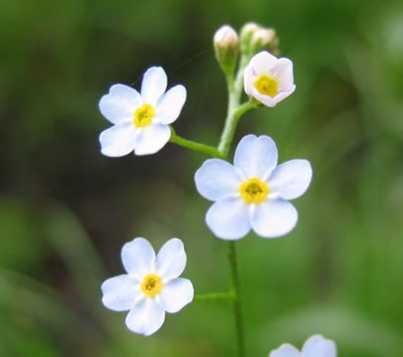 White Myosotis Flower seeds for Planting Long Bloom Season, Heirloom & GMO Free Seeds for Home Garden vegetable and garden seeds