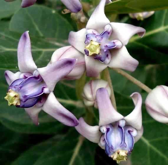 Premium Gigantea Flower seeds for Planting Low Maintenance, Heirloom & GMO Free Seeds for Home Garden seeds