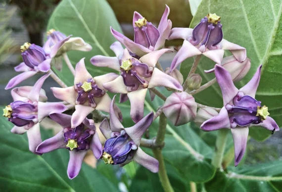 Gigantea Flower seeds for Planting Low Maintenance, Heirloom & GMO Free Seeds for Home Garden vegetable and garden seeds