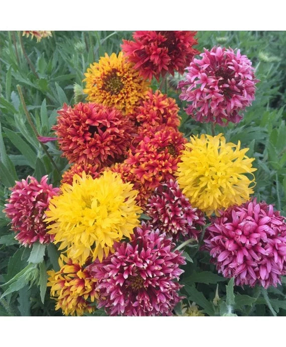 Premium Mixed Gaillardia Flower seeds for Planting Low Maintenance, Heirloom & GMO Free Seeds for Home Garden seeds