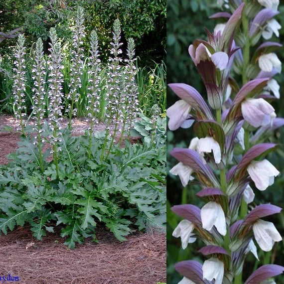 Acanthus Mollis Flower seeds for Planting Pollinator Friendly Heirloom & GMO Free Seeds for Home Garden