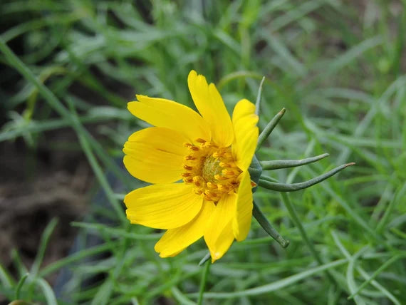 Heirloom Thelesperma Flower seeds for Planting Pollinator Friendly Heirloom & GMO Free Seeds for Home Garden