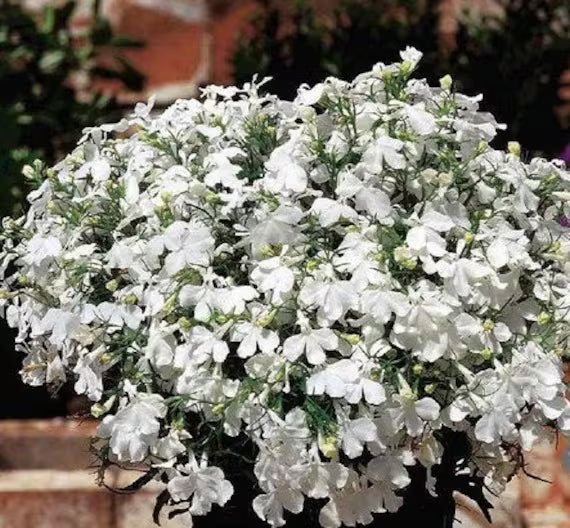 Lobelia Pendula White Lady Cascade Flower seeds for Planting Long Bloom Season, Heirloom & GMO Free Seeds for Home Garden vegetable and garden seeds