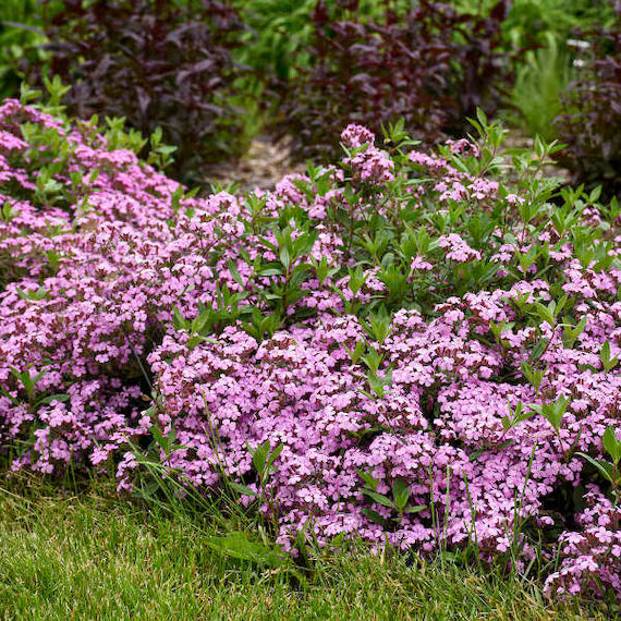 Pink Saponaria Ocymoides Flower seeds for Planting Cottage Garden Essential, Heirloom & GMO Free Seeds for Home Garden vegetable and garden seeds