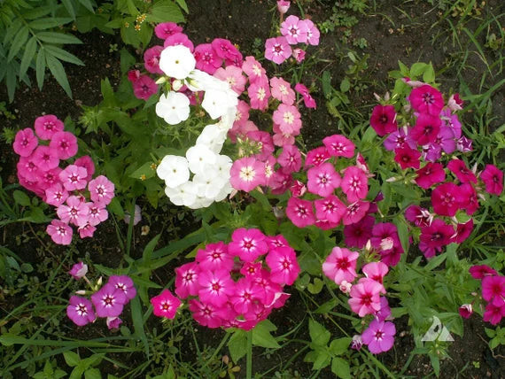 Mixed Drummond Flower seeds for Planting Sun Loving, Heirloom & GMO Free Seeds for Home Garden vegetable and garden seeds