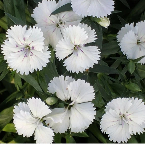 White Dianthus Flower seeds for Planting Compact Growth, Heirloom & GMO Free Seeds for Home Garden seeds for planting