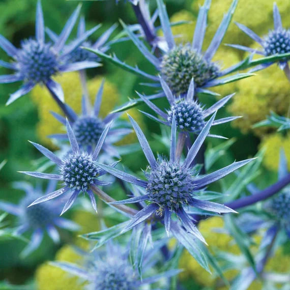 Premium Eryngium Planum Flower seeds for Planting Perfect for Borders, Heirloom & GMO Free Seeds for Home Garden seeds