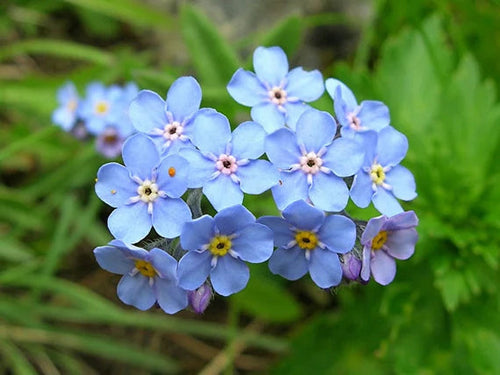 Blue Alpine Forget me not Flower Seeds or Heavenly Hybrid MYOSOTIS ALPESTRIS/Pure Flower seeds for Planting Premium Quality, Heirloom GMO Free See seeds for planting
