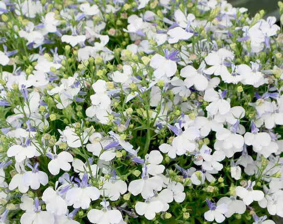 Premium Lobelia Pendula White Lady Cascade Flower seeds for Planting Long Bloom Season, Heirloom & GMO Free Seeds for Home Garden seeds