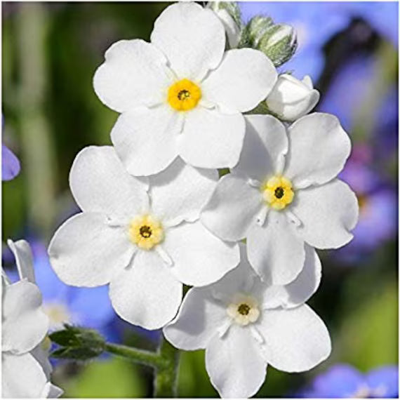 High quality White Myosotis Flower seeds for Planting Long Bloom Season, Heirloom & GMO Free Seeds for Home Garden seeds pack