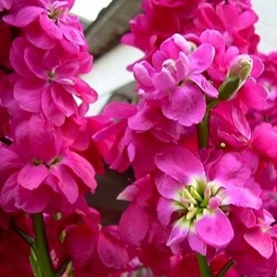 Pink Matthiola Flower seeds for Planting Premium Quality, Heirloom & GMO Free Seeds for Home Garden seeds for planting