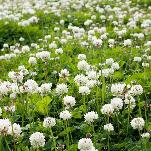 Clover Flower seeds for Planting Cut Flower Favorite, Heirloom & GMO Free Seeds for Home Garden seeds for planting