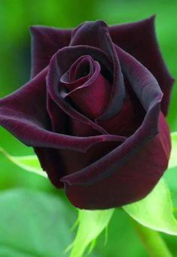 Deep Red Rose Flower seeds for Planting Garden Favorite, Heirloom & GMO Free Seeds for Home Garden seeds for planting