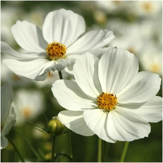 White Cosmos Flower seeds for Planting Sun Loving, Heirloom & GMO Free Seeds for Home Garden vegetable and garden seeds