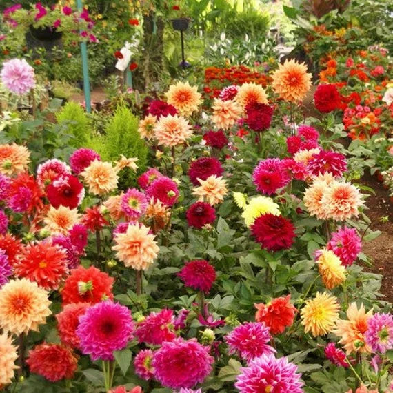 Dahlia Opera Mix Flower seeds for Planting Pollinator Friendly Heirloom & GMO Free Seeds for Home Garden